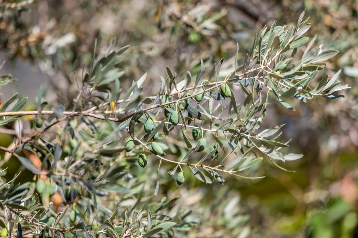 Finca Rural Es Pujol Sóller Exteriör bild